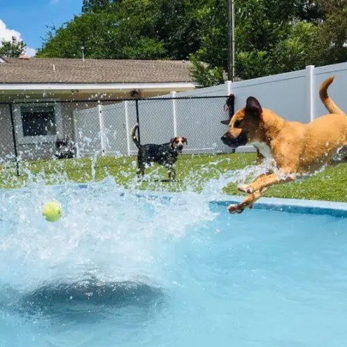 dog jumping in water at pool at Island Animal Hospital